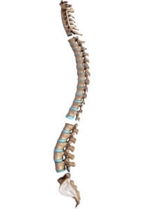 La colonna vertebrale