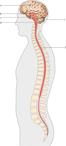 L'encefalo e il midollo spinale
